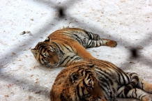 Siberian Tigers, Siberian Tiger park, Harbin China