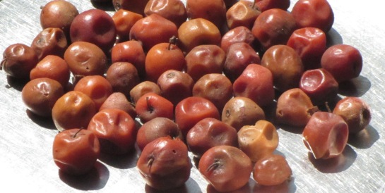 Regi pandulu( Indian Jujube fruit)