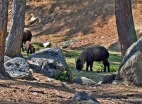 Thimphu zoo. (2)