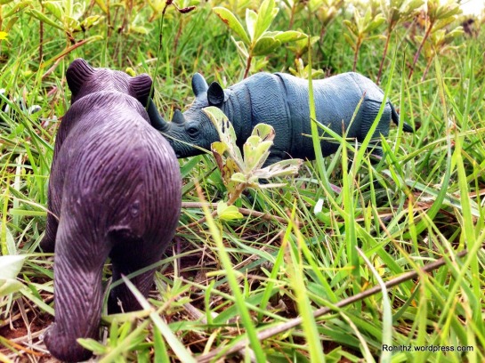 Maddy bear and little rhino (1)